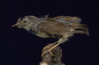 藏品(繡眼畫眉)的圖片